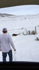 Saving a Deer Stuck in the Snow