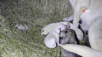 Yavru Kangallar Dondurucu Soğuğa Dayanamadı