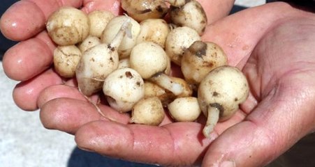 Salebin Kilosu 950 Liraya Çıktı