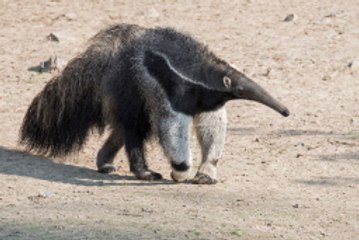 Les tamanoirs, des insectivores très voraces