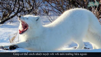 Cáo Tuyết Bắc Cực & Sự Sống Nơi Thiên Nhiên Khắc Nghiệt Nhất