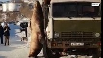 Leão marinho ataca caminhão à procura de petiscos