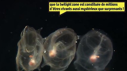 Bienvenue dans la twilight zone des océans !