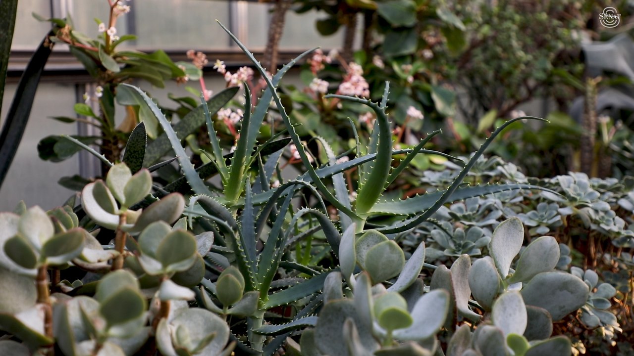 [Jardin du Luxembourg] La lutte biologique au jardin du Luxembourg