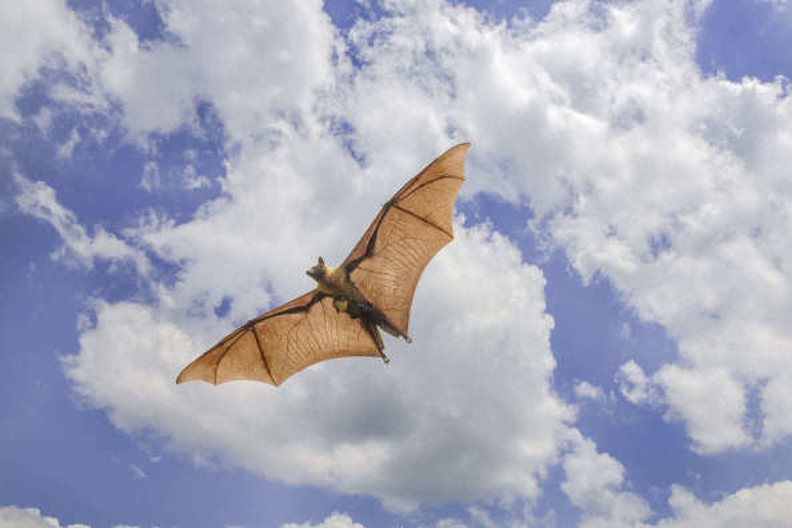 La Plus Grande Chauve Souris Au Monde