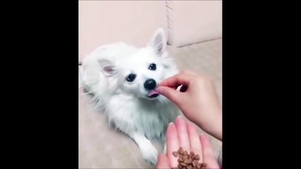 Elle donne des croquettes invisibles à son chien, il lui fait vite comprendre que ce n'est pas drôle !