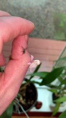 Feeding Time for Pink Orchid Mantis