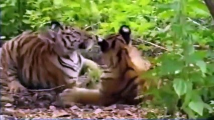 Tiger And Leopard Risked Their Lives Hunting Baby Baboon On The Tree And Received a Big Lesson