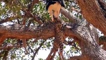 Mother Baboon Try To Save Her Baby From Leopard Hunting but Fails - Lion Vs Elephant Buffalo