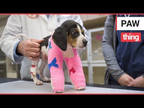 Amazing video shows puppy born with upside down paws get new lease of life after operation