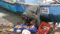 Çin sazanı balıkçıların yeni umudu oldu - KONYA