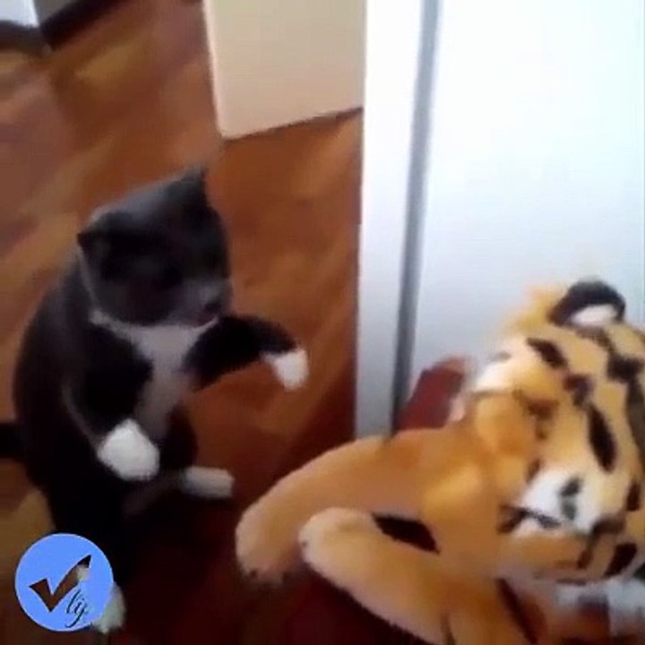 chat drôle