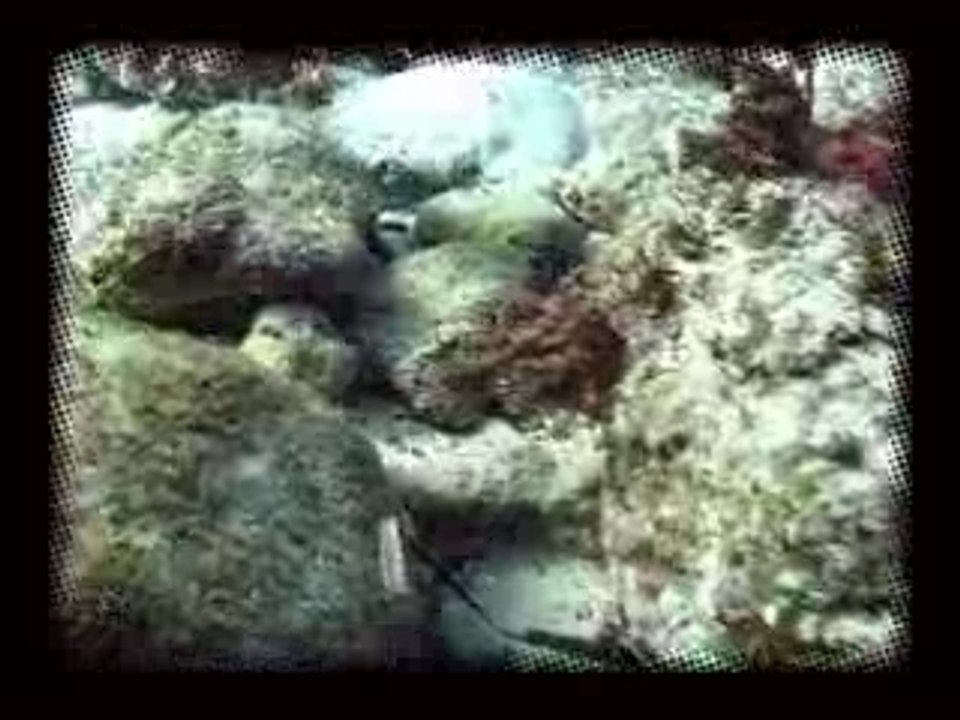 Seiche documentaire - www.zesea.com