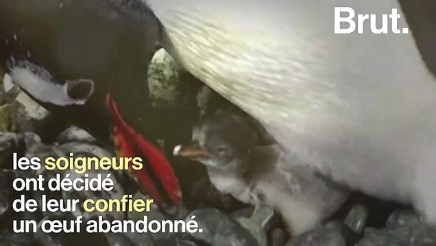 Ces deux manchots papous élèvent un poussin ensemble