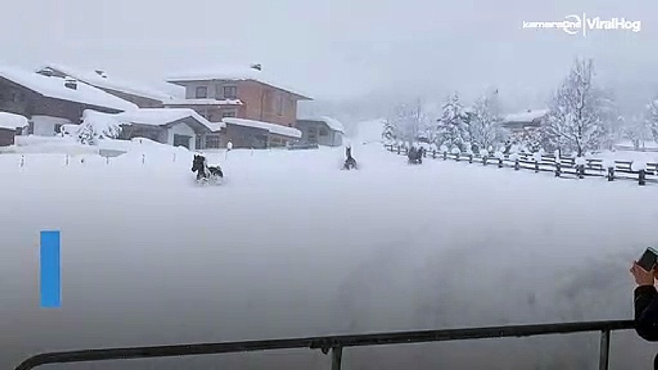 Glückliche Pferde spielen im Schnee