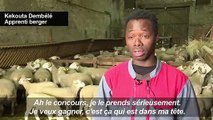 Kekouta, du Mali à un concours de berger en Gironde