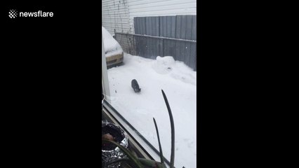 Cat catching snow makes the most of Canada's winter weather