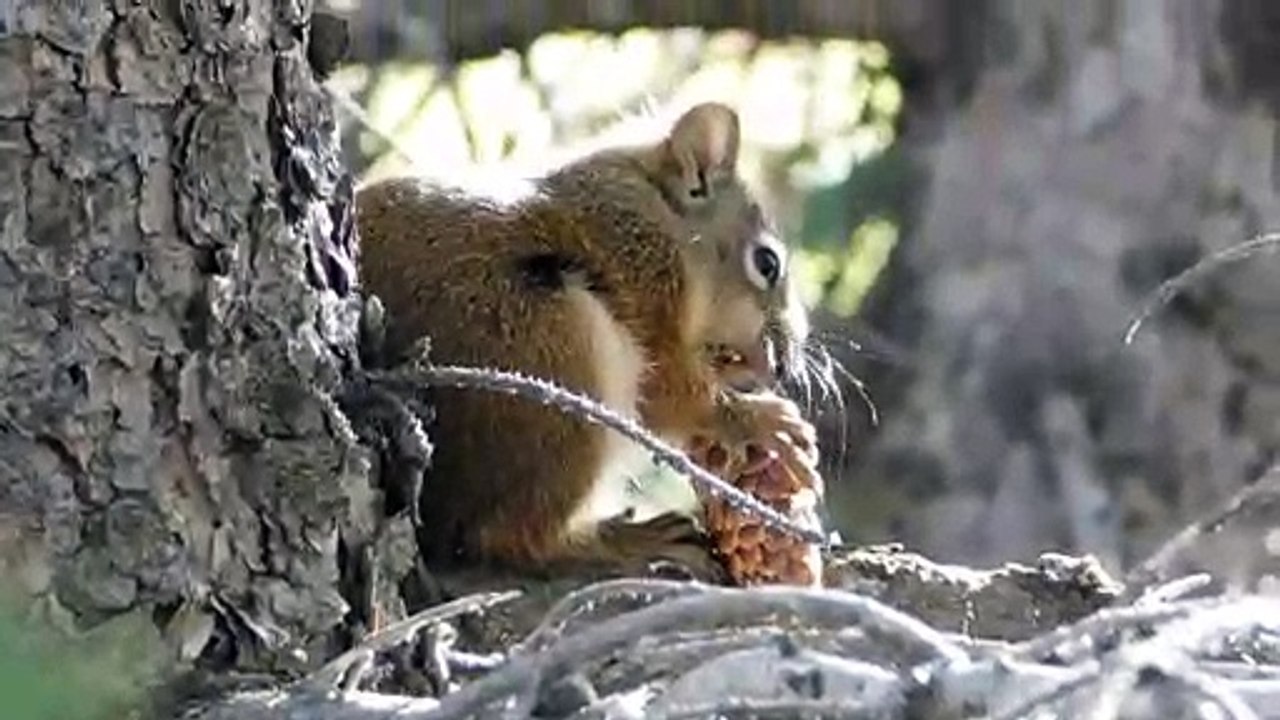Squirrel eating nut