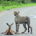 Cheetah Attack impala in Kruger National Park in South Africa