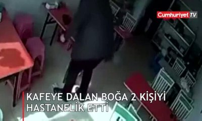 Kafeye dalan boğa 2 kişiyi yaraladı
