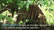 Nacen dos tigres de Sumatra en Indonesia