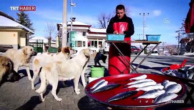 Sokak köpekleri seyyar balıkçının yolunu gözlüyor