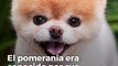 Muere Boo, el pomerania más famoso de Instagram