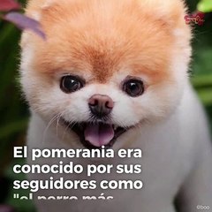 Muere Boo, el pomerania más famoso de Instagram