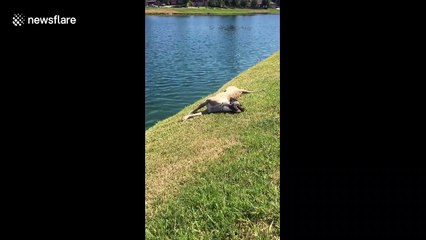 Oblivious dog rolls around until it lands head first in lake