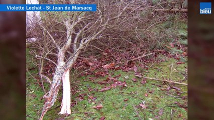 Tempête Klaus, l'album photos des Landais