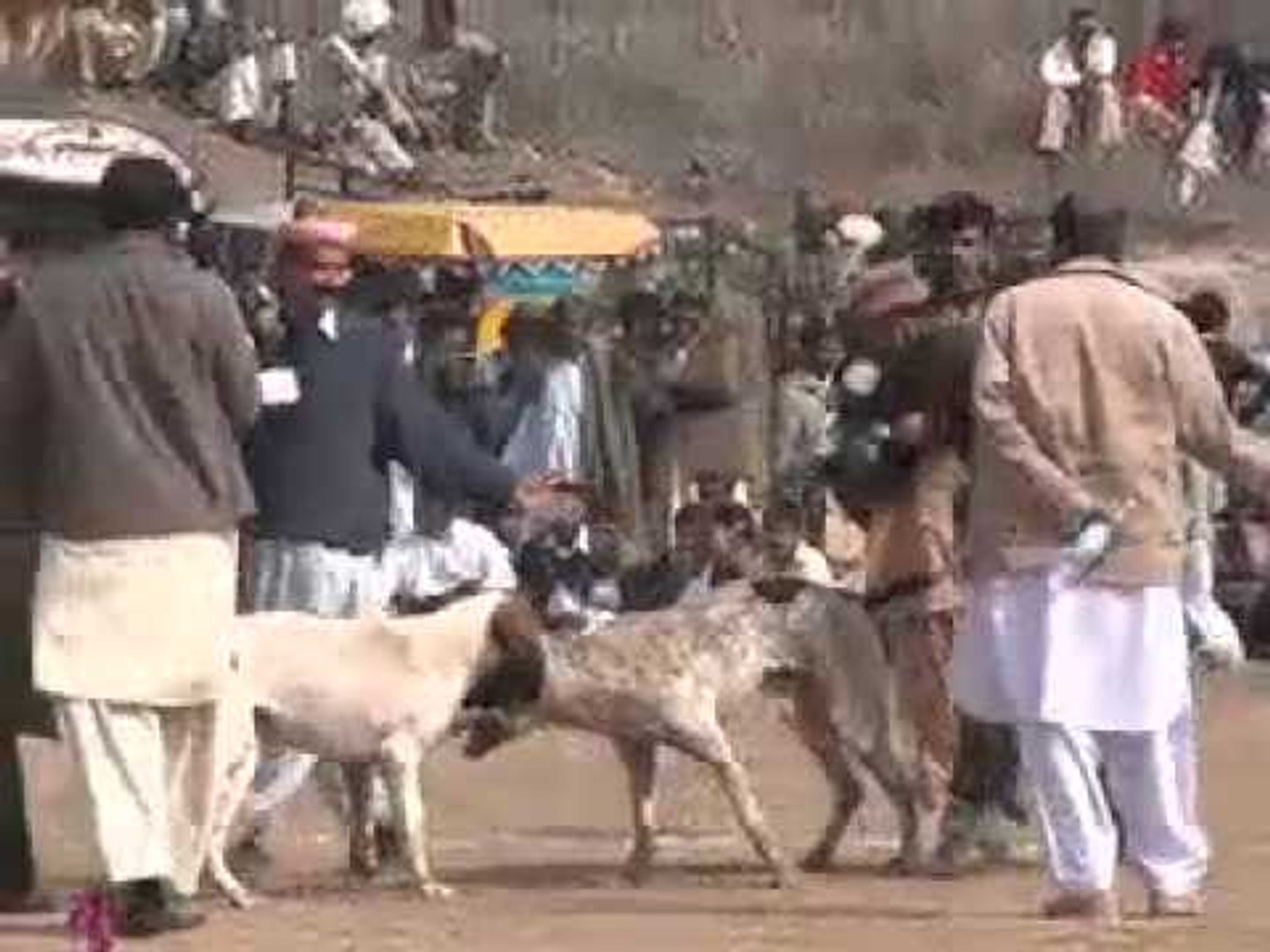 Pakistani dog cheap fight video