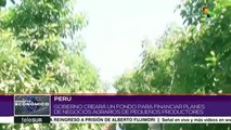 Perú creará fondo para planes de negocios de pequeños productores