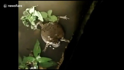 Frog makes loud "boop" noise to attract other frogs during rains in Indonesia