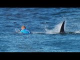 Surf pro fights off S.Africa shark attack in shock TV footage