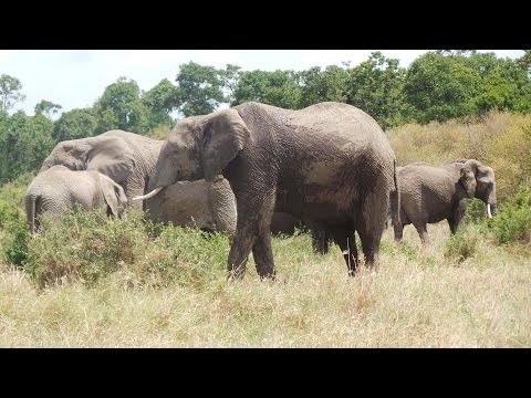 Cases of poaching decline in 2016, but more efforts needed