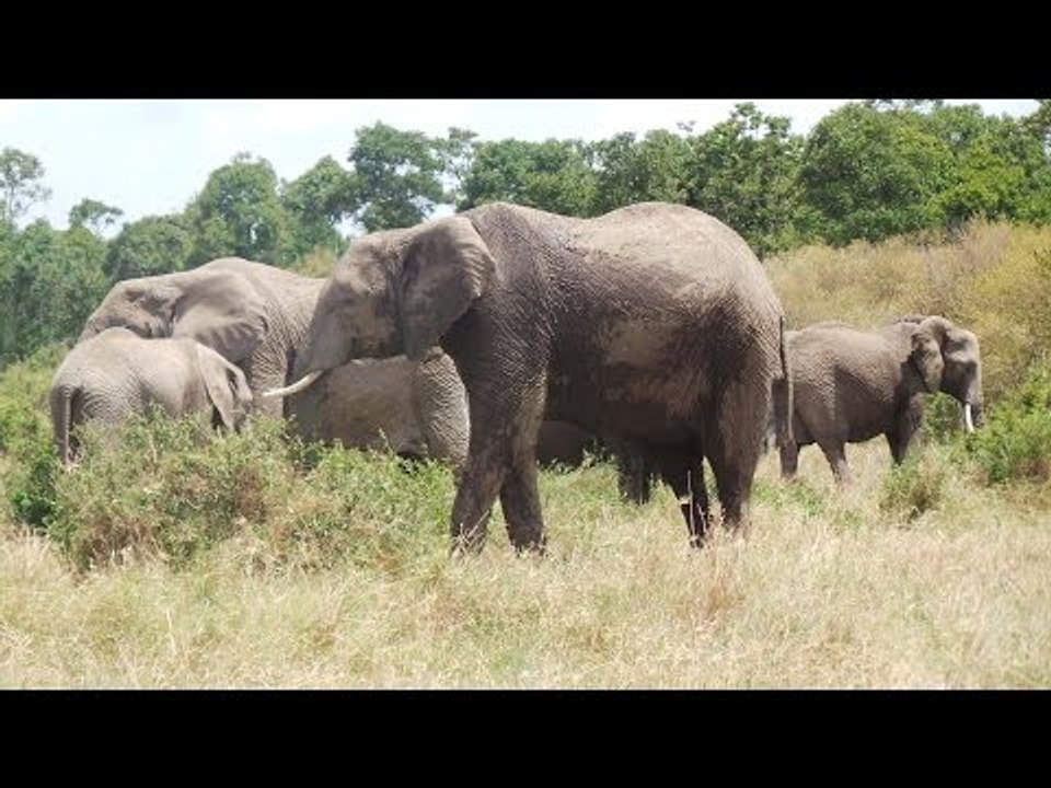 Cases of poaching decline in 2016, but more efforts needed