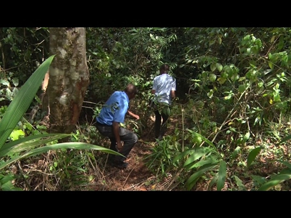 The ‘weeping’ Kieni forest where 3 brothers, cousin were dumped dead