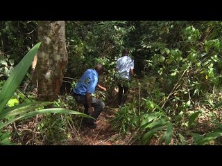 The ‘weeping’ Kieni forest where 3 brothers, cousin were dumped dead