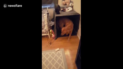 This woman has trained her dog with Harry Potter commands