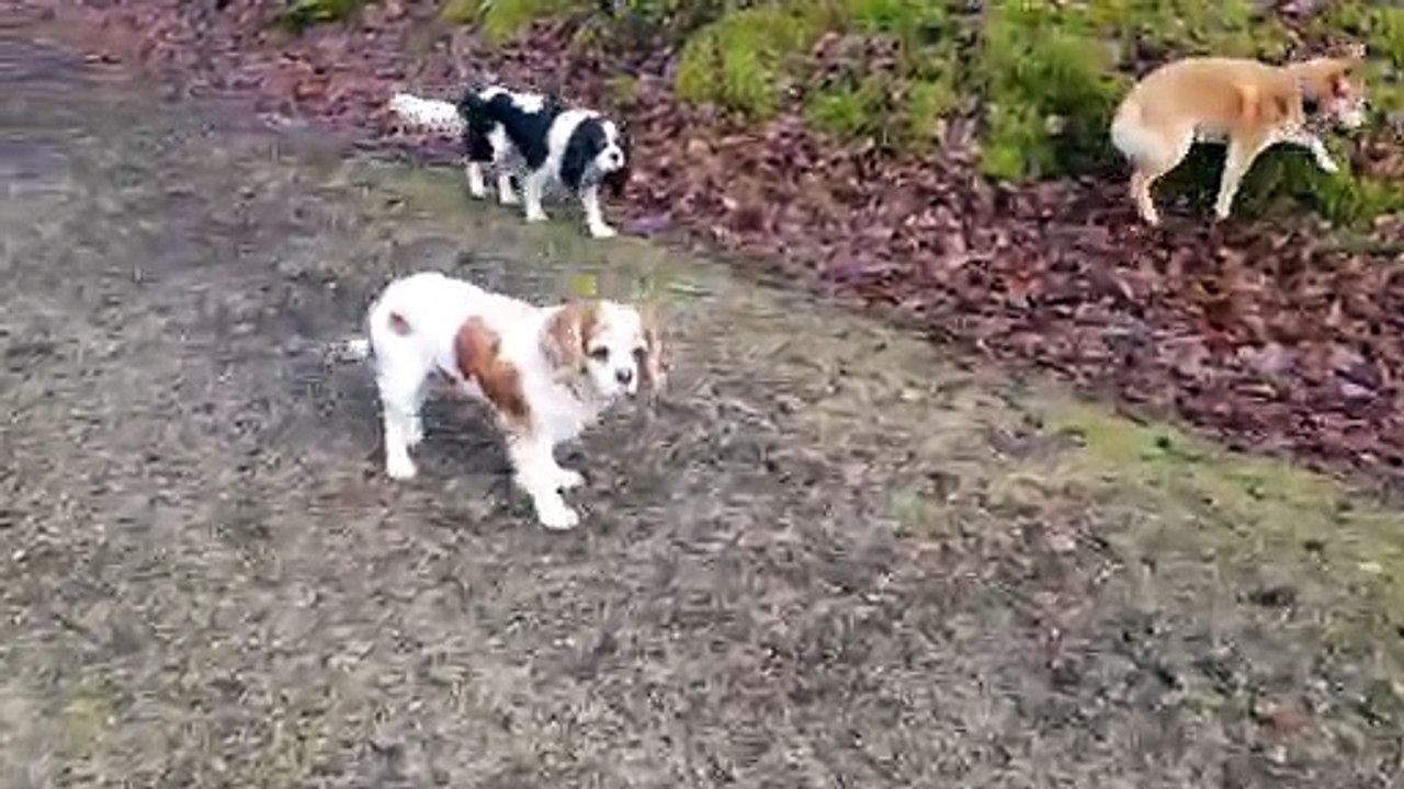 7 poilus en forêt