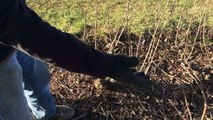 Taille des vignes dans le Beaujolais