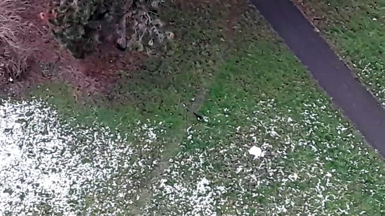 Pie et pigeons ramier