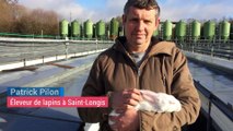 Sarthe : un éleveur aurait-il perdu 200.000 lapins en 4 ans à cause... des ondes ?