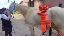 Woman Facing Years Of Medical Challenges Surprised With Horse — Joins RTM