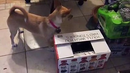 Dog and cat play a very intense game of Peek-a-Boo