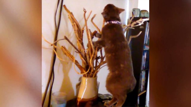 Cats Don't Care Funny Pets Clips Best Funny Cat Videos Ever!!!!