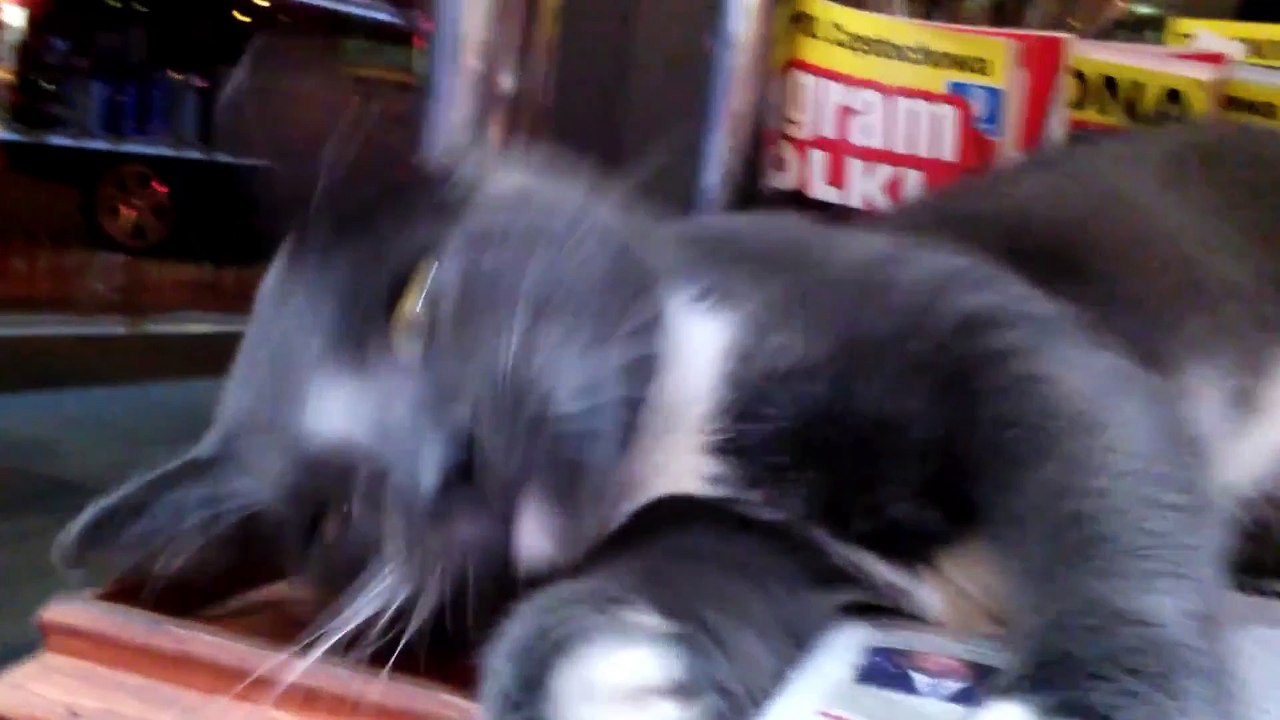 Cats Don't Care Funny Pets Clips | Ultimate Funny Cat Videos Ever!!! |