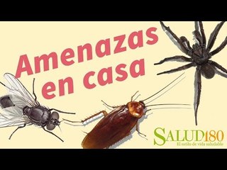 3 amenazas que viven en tu casa | Tips&Health | Salud 180