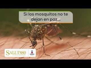 Si los mosquitos no te dejan en paz... | Salud180