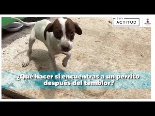 ¿Qué hacer si encuentras a un perrito después del temblor? | Soy Actitud
